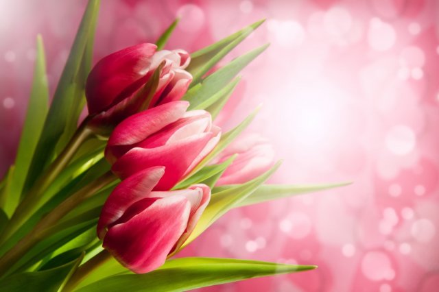 Фотообои - Яркие бело-розовые тюльпаны на розовом фоне с бликами - №0005935