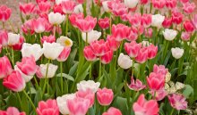 Фотообои Клумба с белыми и красно-белыми тюльпанами