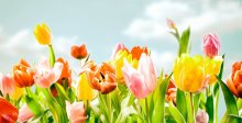 Фотообои Желтые, розовые и оранжевые тюльпаны в солнечном свете
