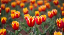 Фотообои Красно-желтые тюльпаны с убывающей резкостью
