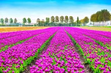 Фотообои Тюльпановое поле летним днем