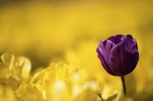Фотообои Темно-фиолетовый тюльпан на размытом желтом фоне