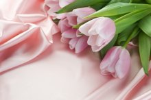 Фотообои Нежно-розовый шелк и бело-розовые тюльпаны на нем