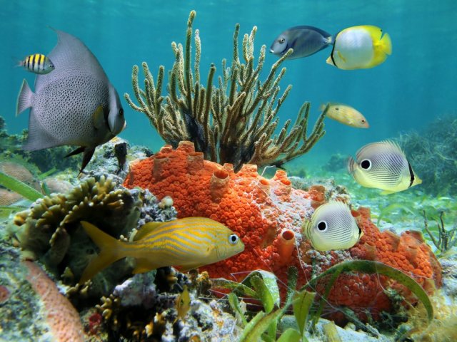 Фотообои - Рыбки и морское дно с кораллами - №0000942